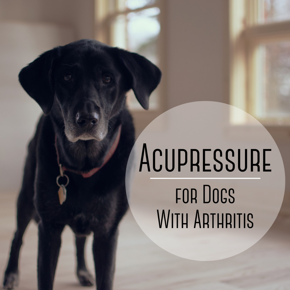 Acupressure Techniques for Dogs With Arthritis