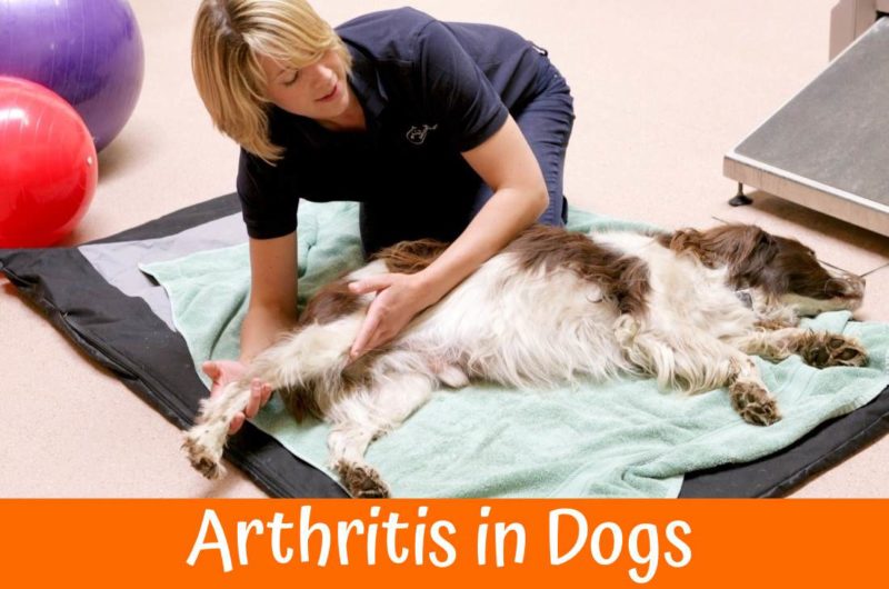Arthritis in Dogs