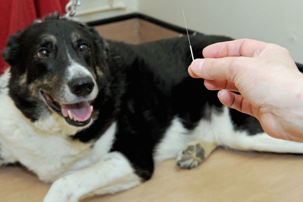 Dog cured of crippling arthritis thanks to ground