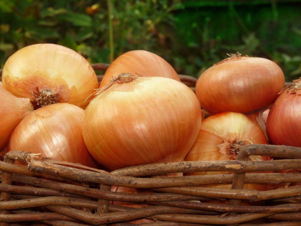 The best therapeutic uses of onion â Ø¹Ø§ÙÙ Ø§ÙØ«ÙØ§Ù?Ø©
